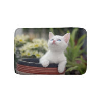 Gatinho branco turco