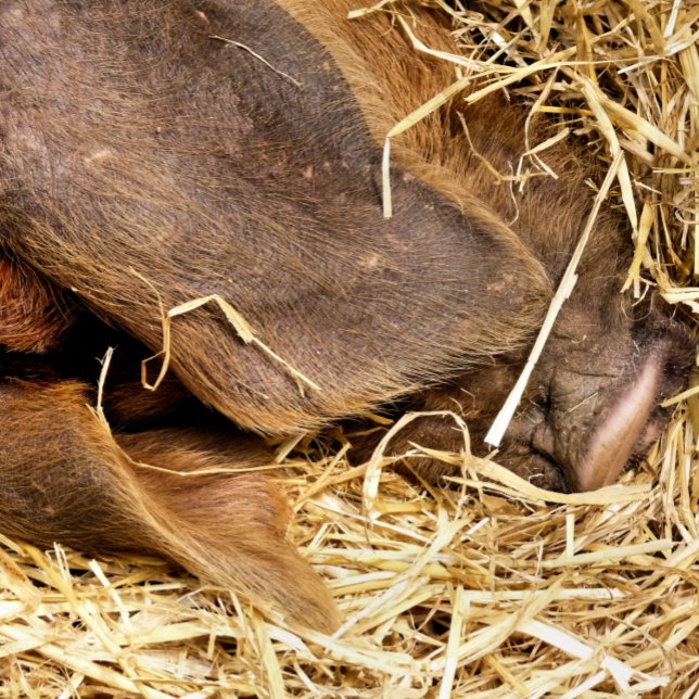 TAPETE DE BANHEIRO PIG (This very cute pig is sound asleep in their straw bed.)