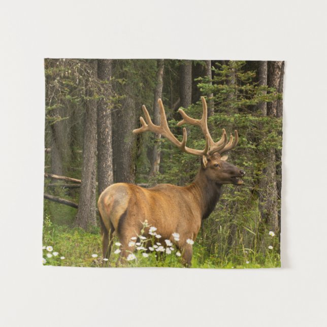 Tapete De Parede Alce macho em veludo, Canadá (Frente (Horizontal))