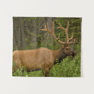 Tapete De Parede Alce macho Parque Nacional Banff, Alberta, Canad
