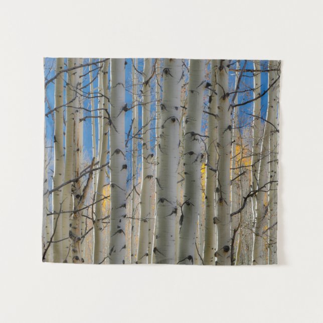 Tapete De Parede Aspen Groves | Montanhas Colorado Rocky (Frente (Horizontal))
