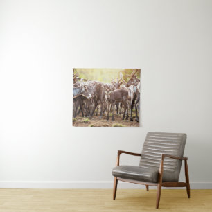 Tapete De Parede Bebês Mais Pobres   Svalbard Reindeer