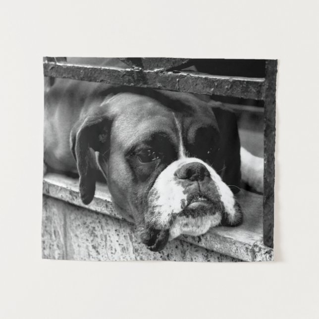 Tapete De Parede Boxer Dog On Windowsill wcna (Frente (Horizontal))