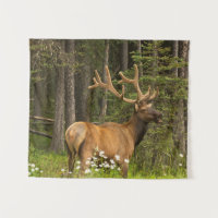 Bull Elk em Velvet, Canadá