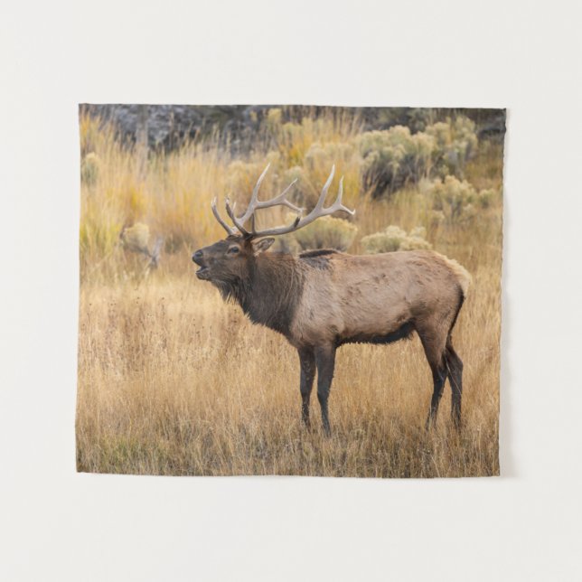 Tapete De Parede Bull Elk | Parque Nacional Yellowstone (Frente (Horizontal))