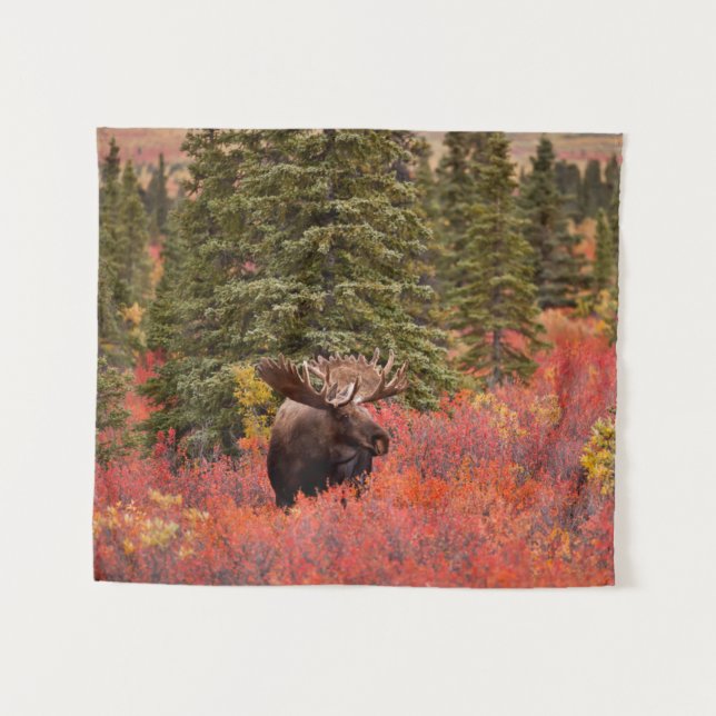 Tapete De Parede Bull Moose Em Pássaro Vermelho Anão (Frente (Horizontal))