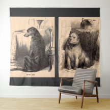 cão de alta vida, cão de baixa vida