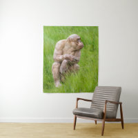 Chimpanzé sem Cabelos