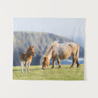 Égua com potro, Ilhas Shetland, Escócia