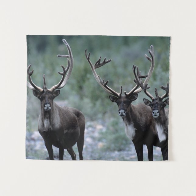 Tapete De Parede Elk Herd | Mt. Baring, Washington (Frente (Horizontal))