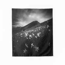 Flores de narciso brancas na escuridão