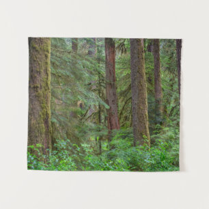 Tapete De Parede Floresta Nacional de Willamette Oregon