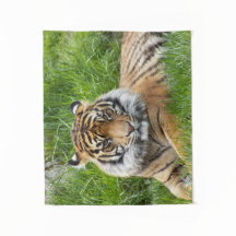 Foto do Grande Gato Sumatran Tiger