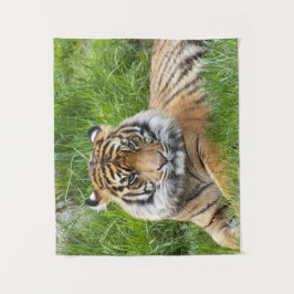 Tapete De Parede Foto do Grande Gato Sumatran Tiger