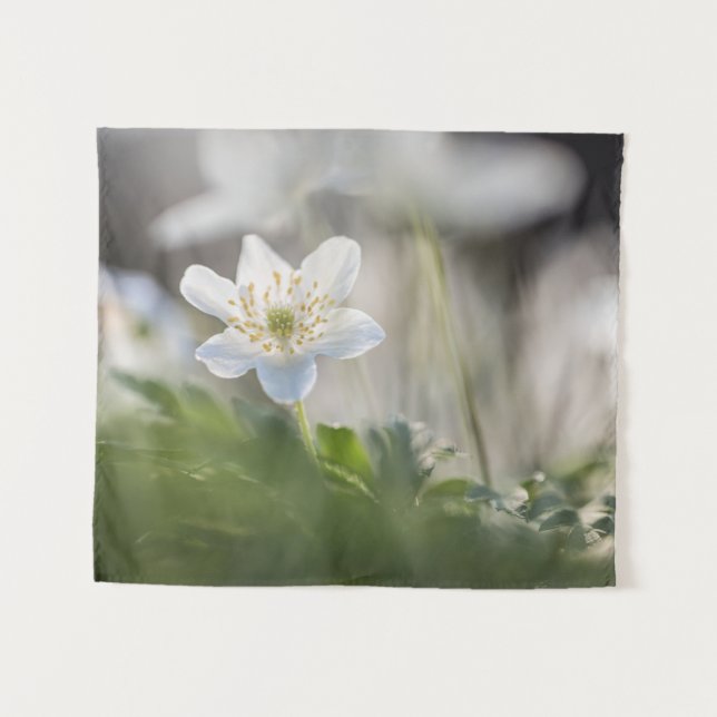 Tapete De Parede Foto Windflower Nature (Frente (Horizontal))