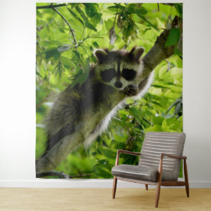 Tapete De Parede Guaxinim em cinza verde-árvore mascarada raccoon