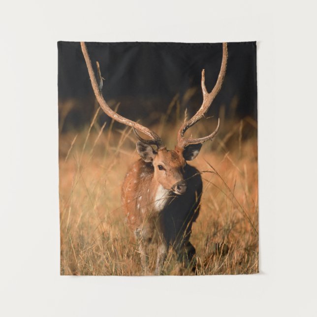 Tapete De Parede Habitat Natural Chital | Parque Nacional de Bandha (Frente)