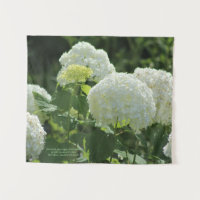 Hydrangea de Annabelle