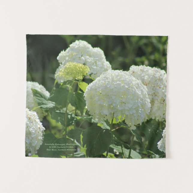 Tapete De Parede Hydrangea de Annabelle (Frente (Horizontal))