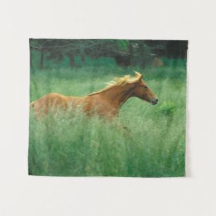 Tapete De Parede Jovem Stallion Atravessa O Prado