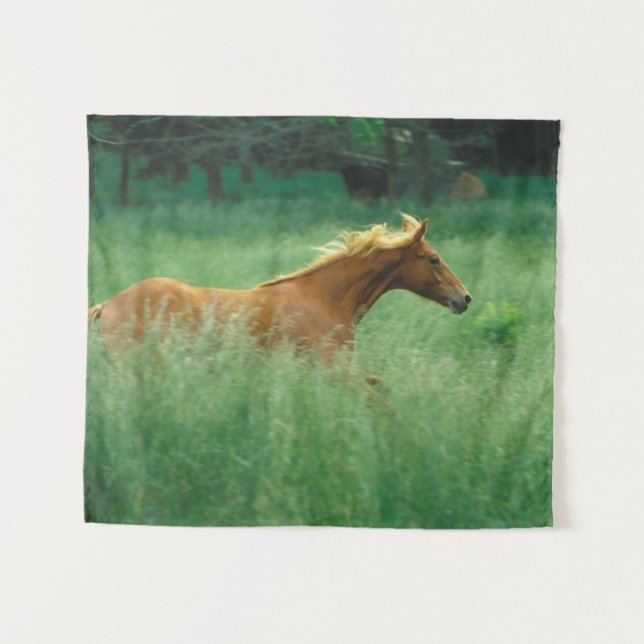 Tapete De Parede Jovem Stallion Atravessa O Prado (Frente (Horizontal))