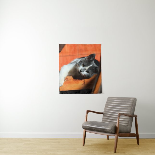 Tapete De Parede Kitten (In Situ)