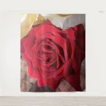 Linda Rosa vermelha da África