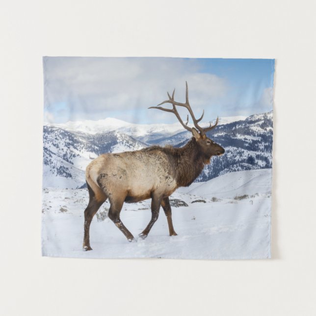 Tapete De Parede Lone Bull Elk | Parque Nacional Yellowstone (Frente (Horizontal))