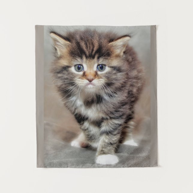 Tapete De Parede Maine Coon ‎ Kitten (Frente)