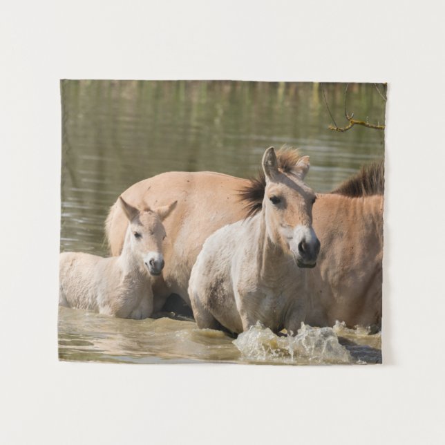 Tapete De Parede Mare com Foal Cruzando um Rio (Frente (Horizontal))
