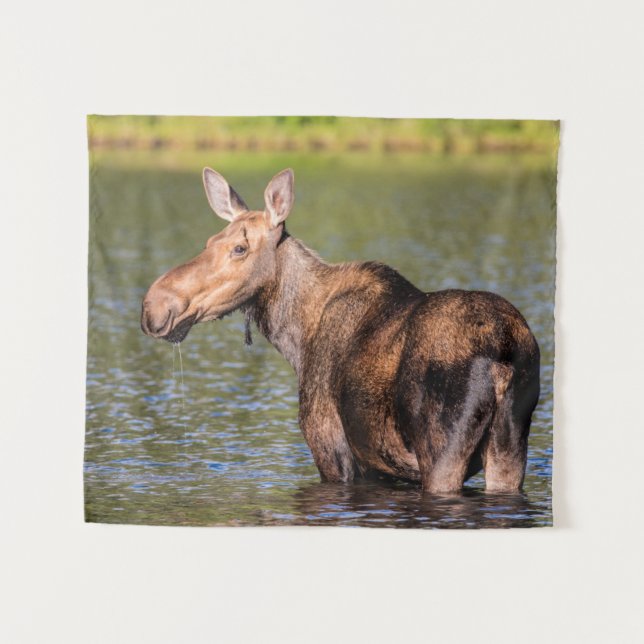 Tapete De Parede Moose Feeding in Glacier National Park, Montana (Frente (Horizontal))