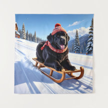 Newfoundland Sled Ride