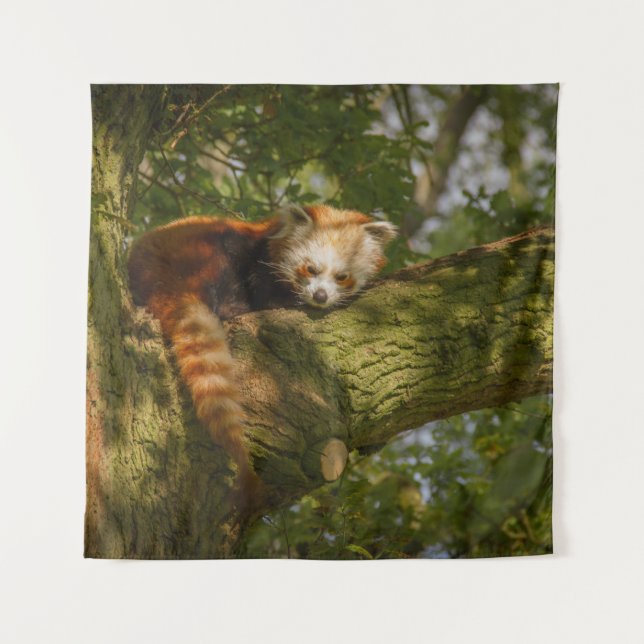 TAPETE DE PAREDE PANDA VERMELHA NO RAMO DA ÁRVORE VERDE (Frente)