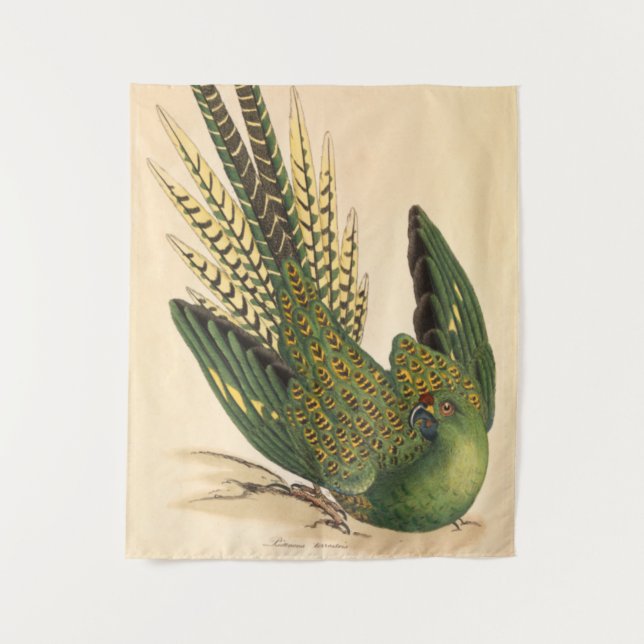 Tapete De Parede Papagaio-terrestre de James Sowerby, Psittacus ter (Frente)