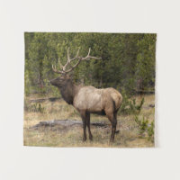 Parque Nacional Bull Elk Yellowstone, Wyoming