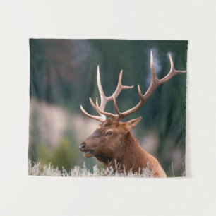 Tapete De Parede Parque Nacional do Elk Yellowstone, Rocky Mountain