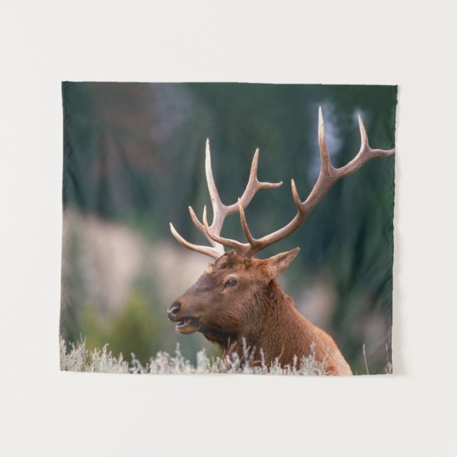 Tapete De Parede Parque Nacional do Elk Yellowstone, Rocky Mountain (Frente (Horizontal))