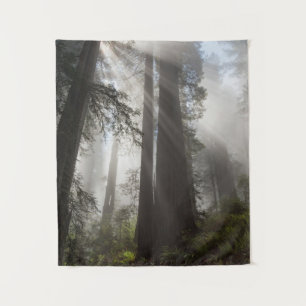 Tapete De Parede Parque Nacional Redwood Califórnia