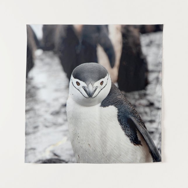 TAPETE DE PAREDE PENGUIN CHENSAP (Frente)
