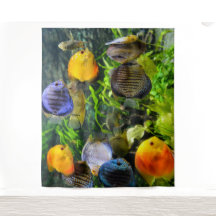 PLANO DE FUNDO DE PEIXE BONITO