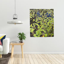 Pond Lily Pads e Reeds Foto
