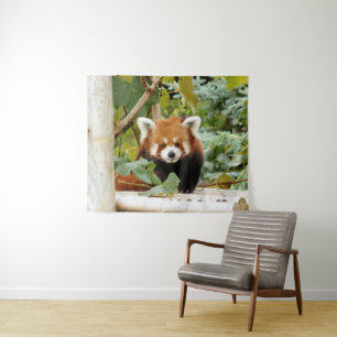 Tapete De Parede Red Panda