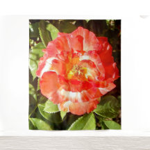 Rosa ensolarado.......