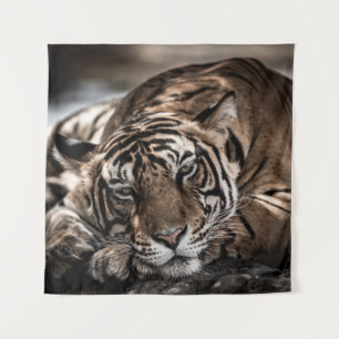 Tapete De Parede Tigre Ranthambore: arte fina de close-up.