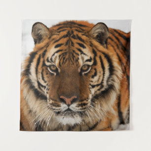 Tapete De Parede Tiro de Cabeça do Tigre Siberiano