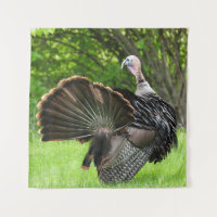 Tom Turkey Feather Display