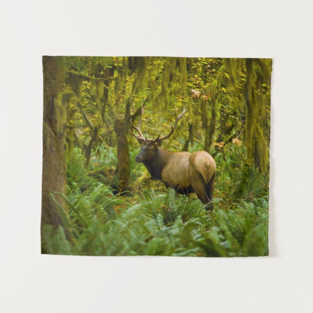 Tapete De Parede Uapiti Roosevelt macho (Frente (Horizontal))