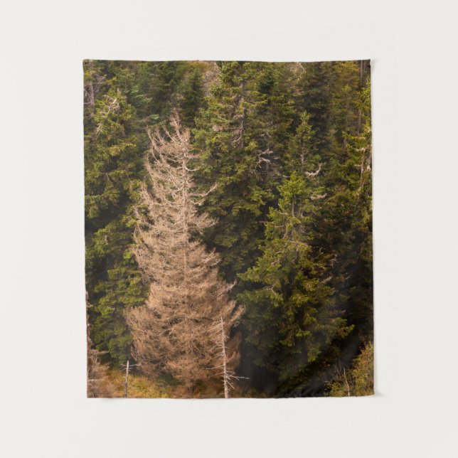 Tapete De Parede Velha árvore-do-mato orgulhosa (Frente)