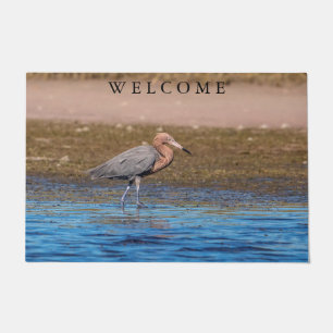 Tapete Egret Reddish em North Beach