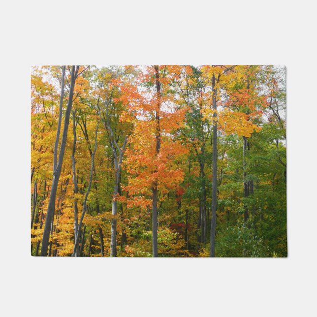 Tapete Fall Maple Trees Autumn Nature Fotografia (Frente)